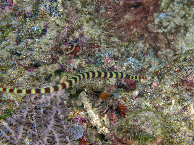 Pipefish, Wreck Point
